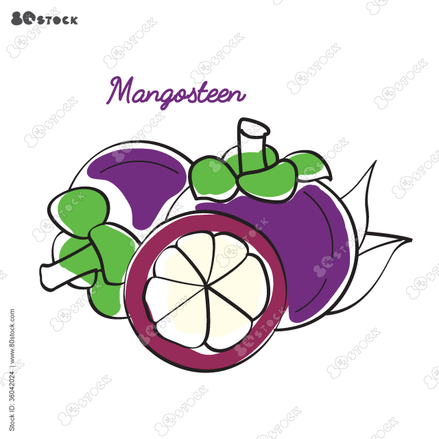 Mangosteen, also known as the purple mangosteen, is a tropical evergreen tree with edible fruit native to tropical lands surrounding the Indian Ocean.