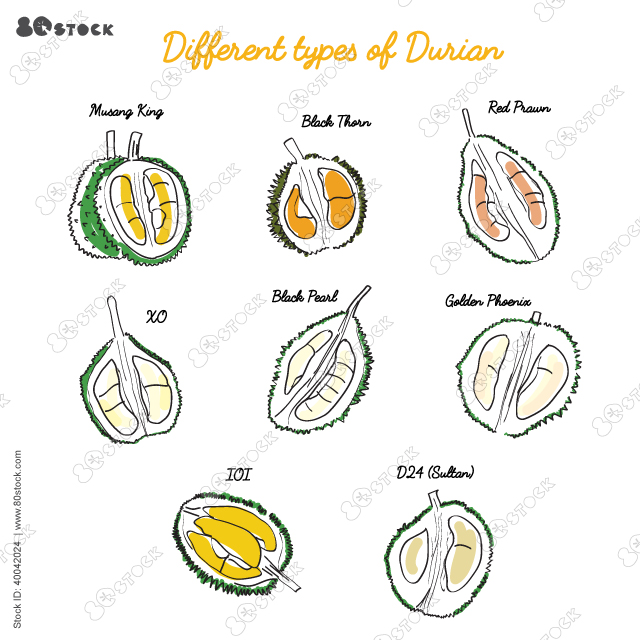 Different types of Durian in Malaysia, Singapore. Vector EPS 10