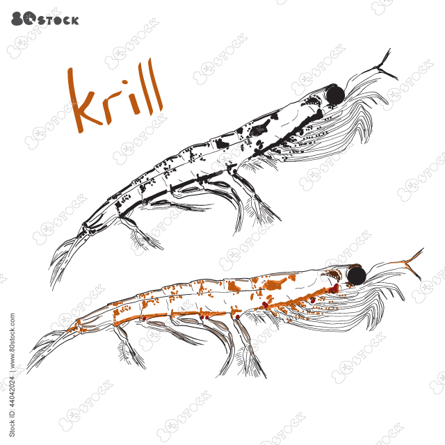 Hand Drawn Antarctic krill (euphausid) vector. EPS 10