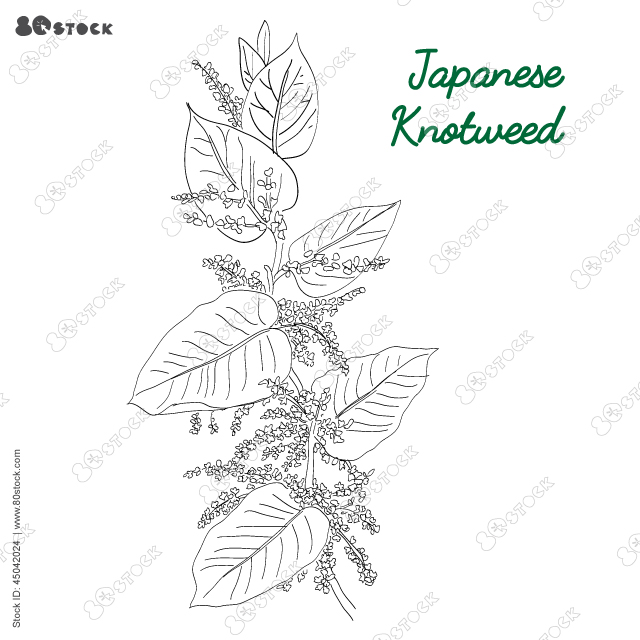 Japanese knotweed (Fallopia japonica), medicinal plant. Hand drawn Asian knotweed vector illustration. EPS 10