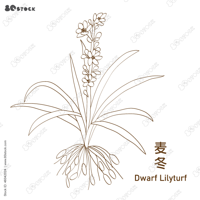 Ophiopogon root (Maidong)麦冬, Dwarf Lilyturf or Mondo Grass. Hand drawn chinese herbs. Vector EPS 10