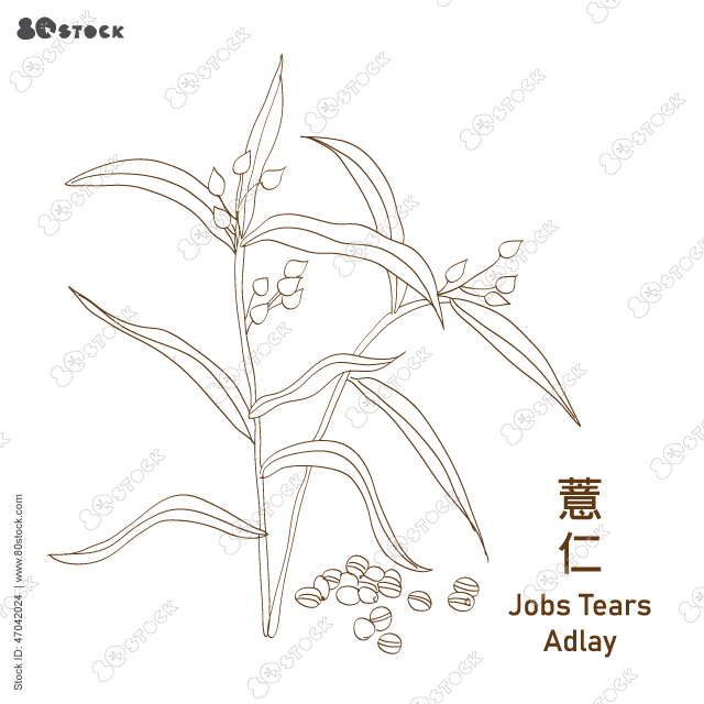 Jobs tears or adlay millet (Coix lacryma-jobi), edible and medicinal plant. 薏仁. Hand drawn chinese herb vector illustration EPS 10.