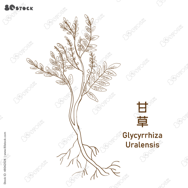 Hand Drawn Glycyrrhiza Uralensis 甘草 or Chinese liquorice plant. Chinese herbal plant. Vector EPS 10.