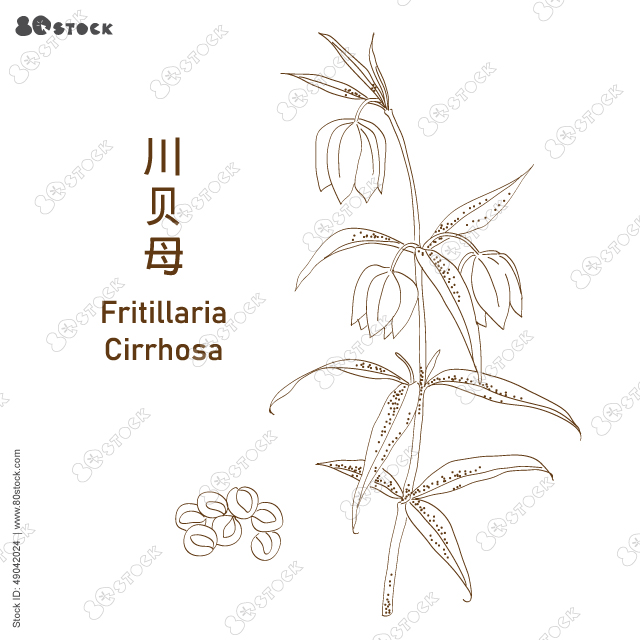 Sichuan Fritillaria Cirrhosa (Chuan bei mu). Hand drawn chinese herbal medicine. 川貝母. Vector Illustration EPS 10.