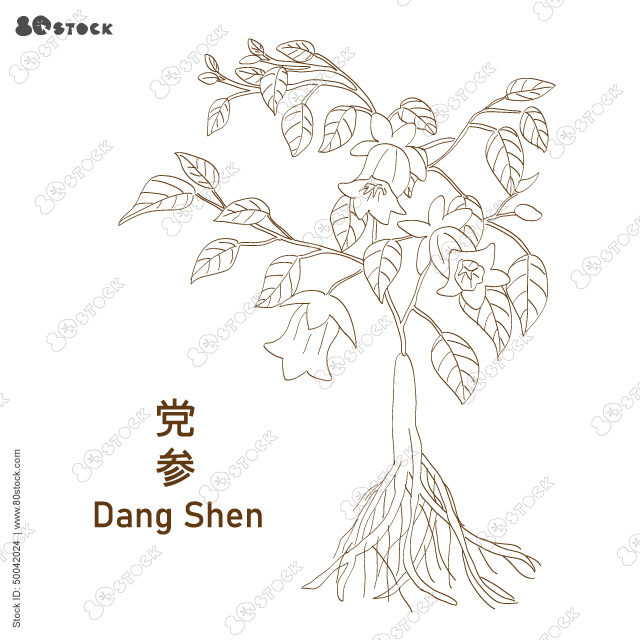 Codonopsis pilosula, or dang shen 黨參. Chinese medicinal plant. Hand drawn botanical vector illustration EPS 10.