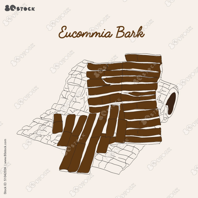 Eucommia, Eucommia bark or cortex eucommiae vector illustration. Chinese medicinal herbs.