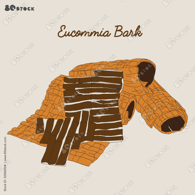 Eucommia, Eucommia bark or cortex eucommiae vector illustration. Chinese medicinal herbs.