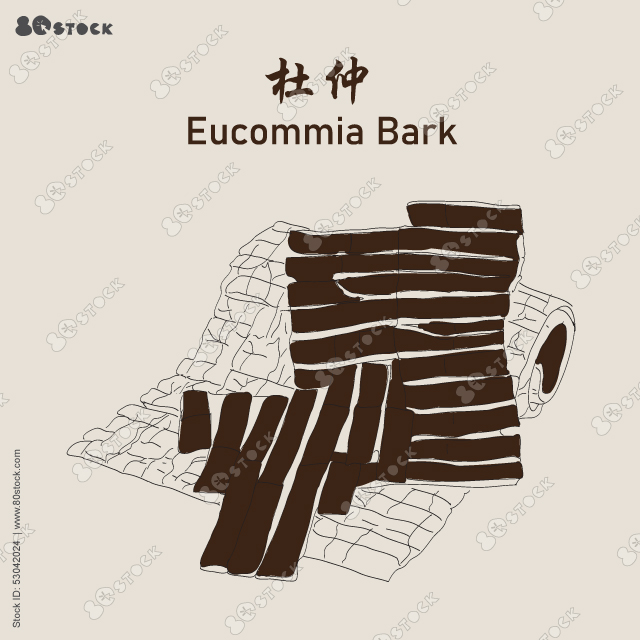 Eucommia, Eucommia bark or cortex eucommiae vector illustration. 杜仲Chinese medicinal herbs.