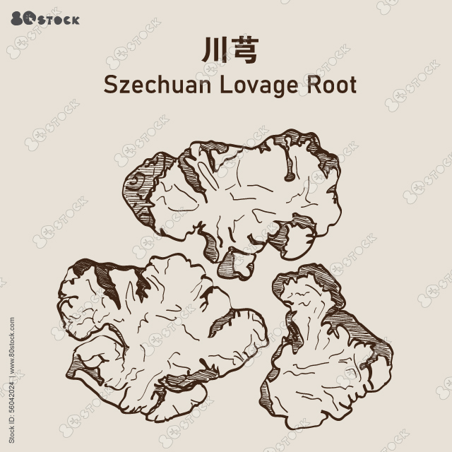 Szechuan Lovage Root.Chinese herbal medicine, hand drawn sliced of dry Szechuan Lovage root (Ligusticum chuanxiong Hort). 川芎. Vector Illustration EPS 10.