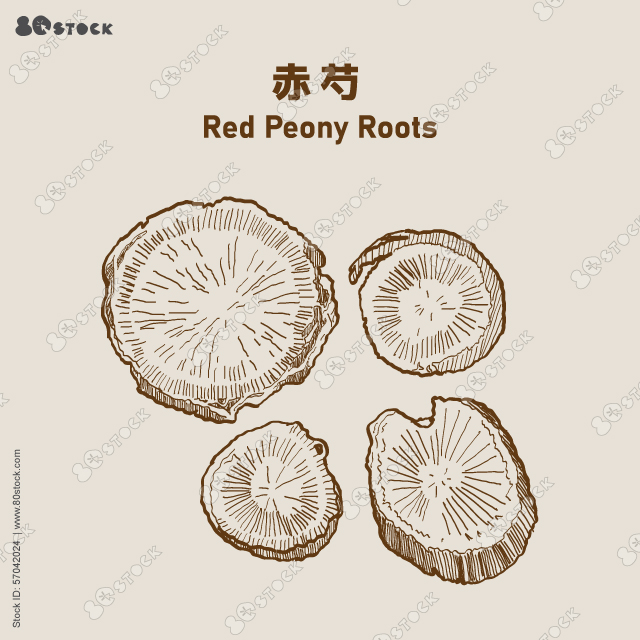 Sliced ​​of Red peony roots. Chinese herbal medicine (Chi Shao) 赤芍, Radix Paeoniae Rubra. Vector Illustration EPS 10.