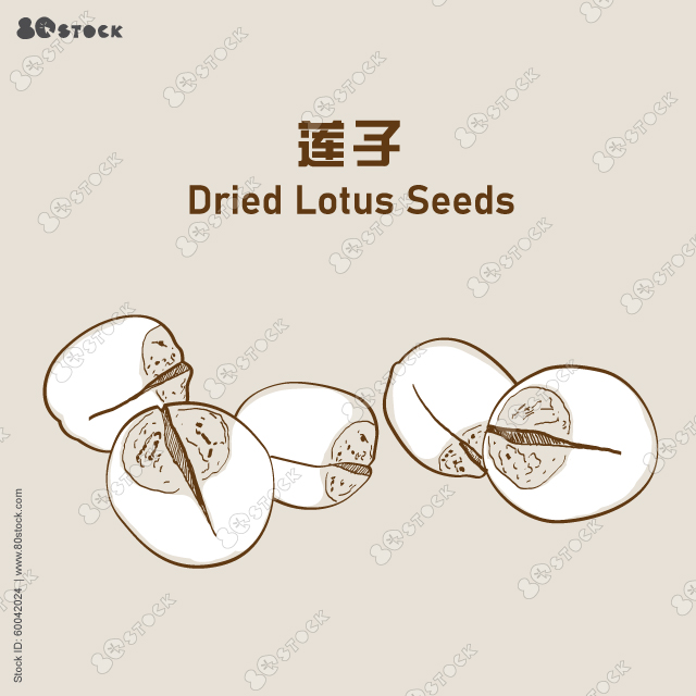 Dried lotus seeds (Nelumbinis semen) or LianZhi 蓮子. Chinese herbs. Vector EPS 10