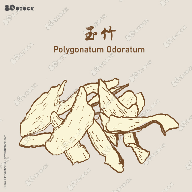 Chinese herbal medicine. Solomons Seal Polygonatum or Polygonatum Odoratum, Yuzhu玉竹. Vector EPS 10.