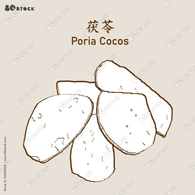 Poria cocos, Wolfiporia extensa Peck Ginns or Poria cocos F. A. Wolf. 茯苓. Vector Illustration EPS 10.