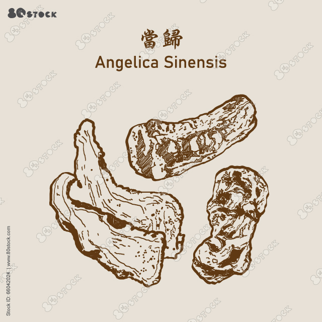 Angelica sinensis, female ginseng or dang gui, traditional chinese herbal medicine. 當歸. Vector Illustration EPS 10.