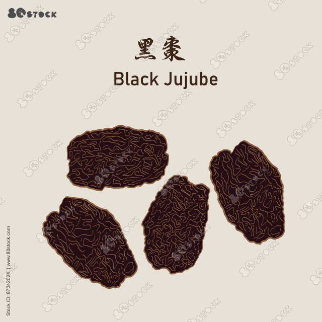 Fructus Ziziphi jujubae, black jujube (Hei Zao) 黑棗. Vector EPS 10