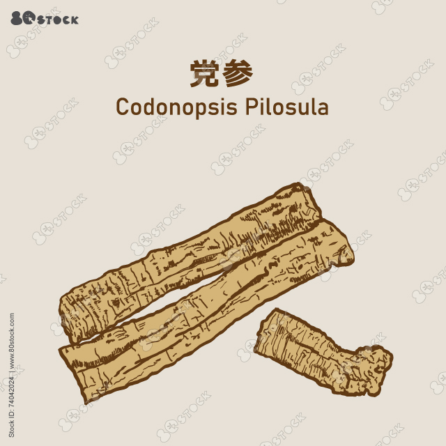 Dang Shen (Codonopsis pilosula) 黨參 Chinese Herbal medicine. Vector EPS 10